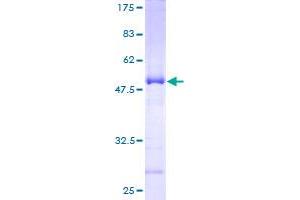 Image no. 1 for Stromal Cell Derived Factor 2 (SDF2) (AA 20-211) protein (GST tag) (ABIN1319361)