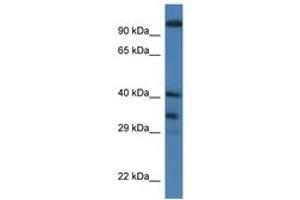 Image no. 1 for anti-Mortality Factor 4 Like 1 (MORF4L1) (AA 200-249) antibody (ABIN6746283) (MORF4L1 anticorps  (AA 200-249))
