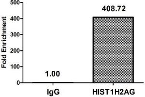 Chromatin Immunoprecipitation Hela (4*10 6 , treated with 30 mM sodium butyrate for 4h) were treated with Micrococcal Nuclease, sonicated, and immunoprecipitated with 8 μg anti-HIST1H2AG (ABIN7139178) or a control normal rabbit IgG. (HIST1H2AG anticorps  (acLys36))