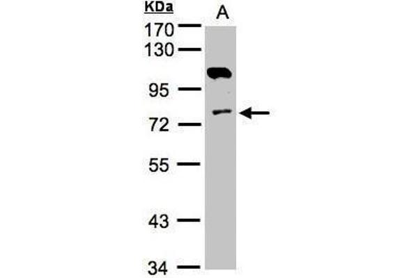 Adenylate Kinase 7 anticorps