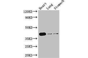 Western Blot Positive WB detected in: Mouse heart tissue, Mouse lung tissue, Mouse stomach tissue All lanes: DMRT1 antibody at 3 μg/mL Secondary Goat polyclonal to rabbit IgG at 1/50000 dilution Predicted band size: 40, 29, 19 kDa Observed band size: 40 kDa (DMRT1 anticorps  (AA 195-363))