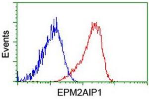 Flow cytometric Analysis of Hela cells, using anti-EPM2AIP1 antibody (ABIN2453902), (Red), compared to a nonspecific negative control antibody, (Blue). (EPM2AIP1 anticorps)