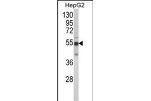 Western blot analysis of CYP2J2 Antibody (N-term) (ABIN652340 and ABIN2841564) in HepG2 cell line lysates (35 μg/lane).