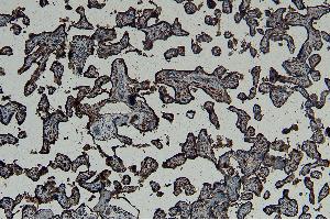 ABIN334408 (5µg/ml) staining of paraffin embedded Human Placenta. (GBX2 anticorps  (Internal Region))