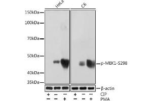 Western blot analysis of extracts of various cell lines, using Phospho-MEK1-S298 Rabbit mAb (ABIN7268634) at 1:1000 dilution. (MEK1 anticorps  (pSer298))