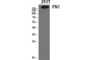 Western Blot (WB) analysis of specific cells using FN1 Polyclonal Antibody. (Fibronectin 1 anticorps  (C-Term))