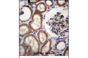 MBTPS2 Antibody (N-term) (ABIN656896 and ABIN2846095) immunohistochemistry analysis in formalin fixed and paraffin embedded human kidney tissue followed by peroxidase conjugation of the secondary antibody and DAB staining.