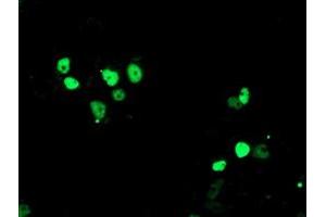 Anti-ERCC4 mouse monoclonal antibody (ABIN2454840) immunofluorescent staining of COS7 cells transiently transfected by pCMV6-ENTRY ERCC4 (RC223300). (ERCC4 anticorps)