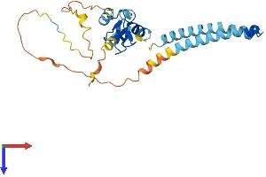 AlphaFold protein structure predicition of Mouse Recombinant Rnf182 Protein, UniprotID Q8C432