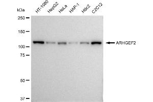 Western blotting analysis using ARHGEF2 antibody (ABIN7800207). (Recombinant ARHGEF2 anticorps)