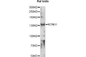Western blot analysis of extracts of rat testis, using KCNU1 antibody (ABIN6293996) at 1:1000 dilution. (KCNU1 anticorps)