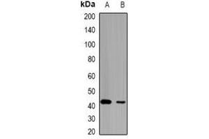 Western blot analysis of HCCR-1 expression in mouse kidney (A), mouse liver (B) whole cell lysates. (LETMD1 anticorps)
