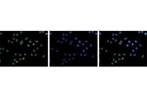 Immunofluorescent staining of Hela cell line with antibody followed by an anti-rabbit antibody conjugated to Alexa488 (left). (HIST1H3A anticorps  (3meLys36))