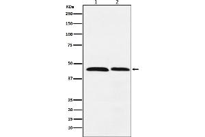 Western blot analysis of FEN1 expression in (1) HeLa cell lysate, (2) Daudi cell lysate.