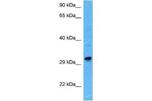 Host:  Rat  Target Name:  MAFB  Sample Tissue:  Rat Skeletal Muscle  Antibody Dilution:  1ug/ml (MAFB anticorps  (N-Term))
