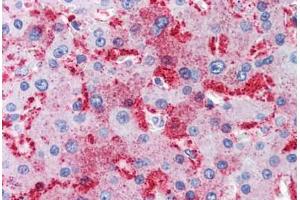 Human Liver (formalin-fixed, paraffin-embedded) stained with MUC13 antibody ABIN351431 at 10 ug/ul followed by biotinylated goat anti-rabbit IgG secondary antibody ABIN481713, alkaline phosphatase-streptavidin and chromogen. (MUC13 anticorps  (Internal Region))