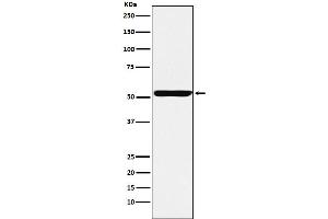 Western blot analysis of Nuf2 expression in HeLa cell lysate.