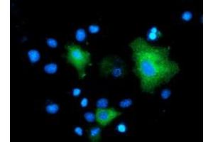Anti-MAPK7 mouse monoclonal antibody (ABIN2454051) immunofluorescent staining of COS7 cells transiently transfected by pCMV6-ENTRY MAPK7 (RC203506). (MAPK7 anticorps)