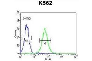 Flow cytometric analysis of K562 cells using MINPP1 Antibody (N-term) Cat.
