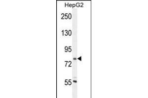 CORO7 Antibody (N-term) (ABIN654722 and ABIN2844411) western blot analysis in HepG2 cell line lysates (35 μg/lane). (Coronin 7 anticorps  (N-Term))