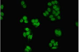 Immunofluorescent analysis of HepG2 cells using ABIN7146885 at dilution of 1:100 and Alexa Fluor 488-congugated AffiniPure Goat Anti-Rabbit IgG(H+L)