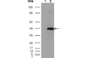 Western Blot showing BHMT antibody used against HEK293T cells transfected with the pCMV6-ENTRY control (1) and pCMV6-ENTRY BHMT cDNA (2). (BHMT anticorps)