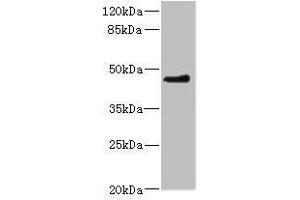 Western blot All lanes: OSGEPL1 antibody at 2. (OSGEPL1 anticorps  (AA 1-270))