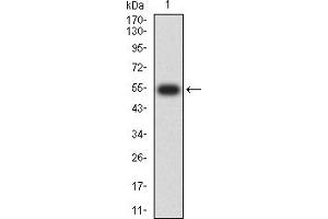 Western blot analysis using YWHAQ mAb against human YWHAQ (AA: 1-245) recombinant protein. (14-3-3 theta anticorps  (AA 1-245))