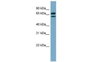 WB Suggested Anti-HSPA8 Antibody Titration:  0. (Hsc70 anticorps  (N-Term))