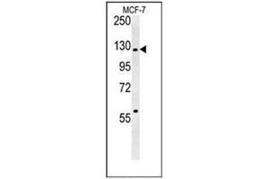 Western blot analysis of RABGAP1 Antibody (N-term) in MCF-7 cell line lysates (35ug/lane). (RABGAP1 anticorps  (N-Term))