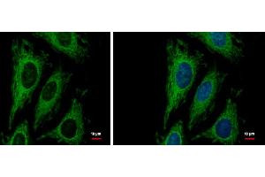ICC/IF Image LRP130 antibody [N3C2], Internal detects LRP130 protein at mitochondria by immunofluorescent analysis.
