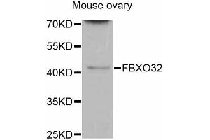 Western blot analysis of extracts of mouse ovary, using FBXO32 antibody (ABIN5997722) at 1/200 dilution. (FBXO32 anticorps)