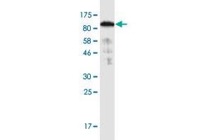 Western Blot detection against Immunogen (91. (SNX9 anticorps  (AA 1-595))