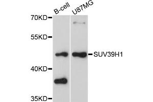 Western blot analysis of extracts of various cell lines, using SUV39H1 antibody (ABIN4905352) at 1:1000 dilution. (SUV39H1 anticorps)