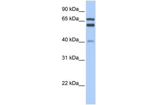 GCLC anticorps  (N-Term)