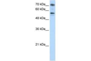 Western Blotting (WB) image for anti-Bromodomain Containing 7 (BRD7) antibody (ABIN2461841) (BRD7 anticorps)