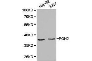 Western Blotting (WB) image for anti-Paraoxonase 2 (PON2) antibody (ABIN1874194) (PON2 anticorps)