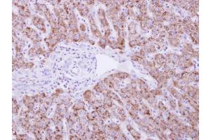 IHC-P Image DUSP19 antibody detects DUSP19 protein at cytosol on human normal liver by immunohistochemical analysis.