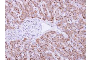 IHC-P Image DUSP19 antibody detects DUSP19 protein at cytosol on human normal liver by immunohistochemical analysis.
