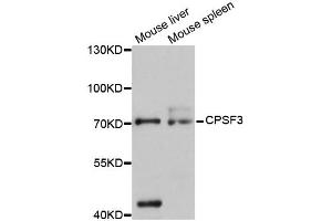 Western blot analysis of extracts of various cell lines, using CPSF3 antibody (ABIN5997506) at 1:3000 dilution.