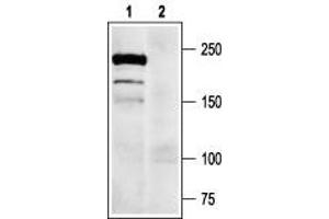 Western blot analysis of DRG lysates: - 1.