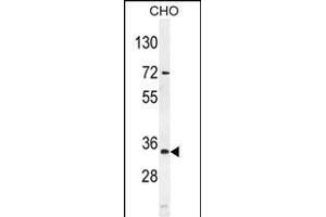 BCA3 Antibody (N-term) (ABIN654052 and ABIN2843954) western blot analysis in mouse CHO cell line lysates (35 μg/lane).