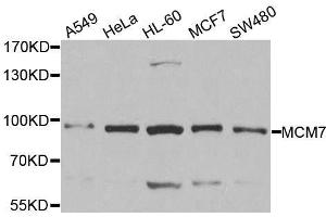 Western blot analysis of extracts of various cell lines, using MCM7 antibody.
