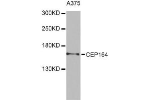 Western blot analysis of extracts of A-375 cells, using CEP164 Antibody. (CEP164 anticorps)