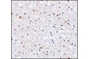 Immunohistochemistry of PD-1 in Human brain tissue with AP30650PU-N PD1 antibody at 2. (PD-1 anticorps  (C-Term))