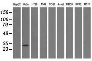 Image no. 2 for anti-Glutathione S-Transferase theta 2 (GSTT2) antibody (ABIN1498558) (GSTT2 anticorps)