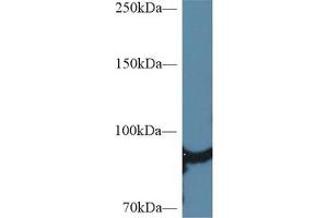 Detection of HSP90aA1 in Rat Heart lysate using Polyclonal Antibody to Heat Shock Protein 90 kDa Alpha A1 (HSP90aA1)