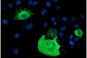 Anti-PDE1B mouse monoclonal antibody (ABIN2454878) immunofluorescent staining of COS7 cells transiently transfected by pCMV6-ENTRY PDE1B (RC206588). (PDE1B anticorps)