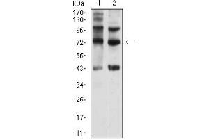 Western blot analysis using CD108 mouse mAb against Hela (1) and Y-79 (2) cell lysate. (SEMA7A anticorps  (AA 48-222))