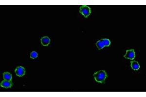 Immunofluorescent analysis of HepG2 cells using ABIN7159449 at dilution of 1:100 and Alexa Fluor 488-congugated AffiniPure Goat Anti-Rabbit IgG(H+L) (Cyclin M1 anticorps  (AA 287-586))